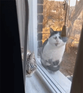 貓每天來擦玻璃，半年後獲得長期飯碗