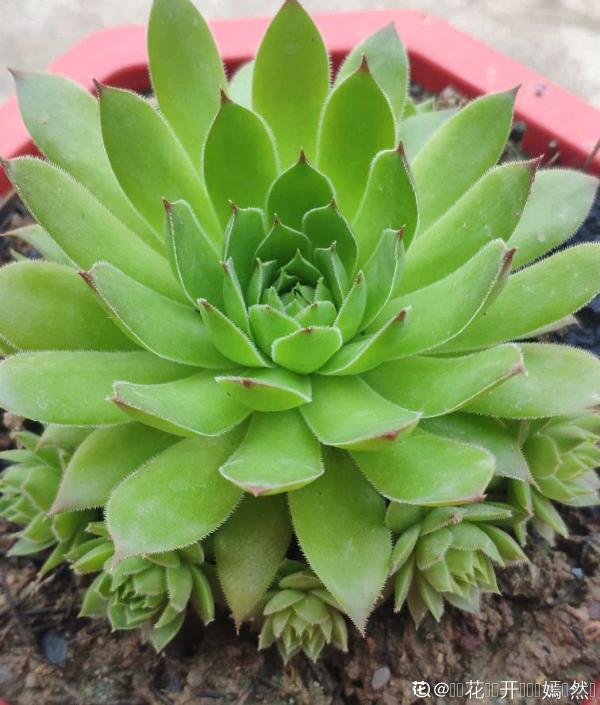 多肉“攤大餅”，解決這3點，葉片挺拔還肥大