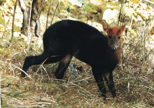 盤點5種非常“低調”的一級保護動物