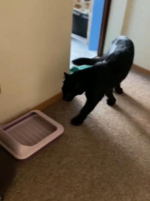 對於這隻黑豹來說,這個貓廁所確實小了一點點 對於這隻黑豹來說,這個貓廁所確實小了一點點