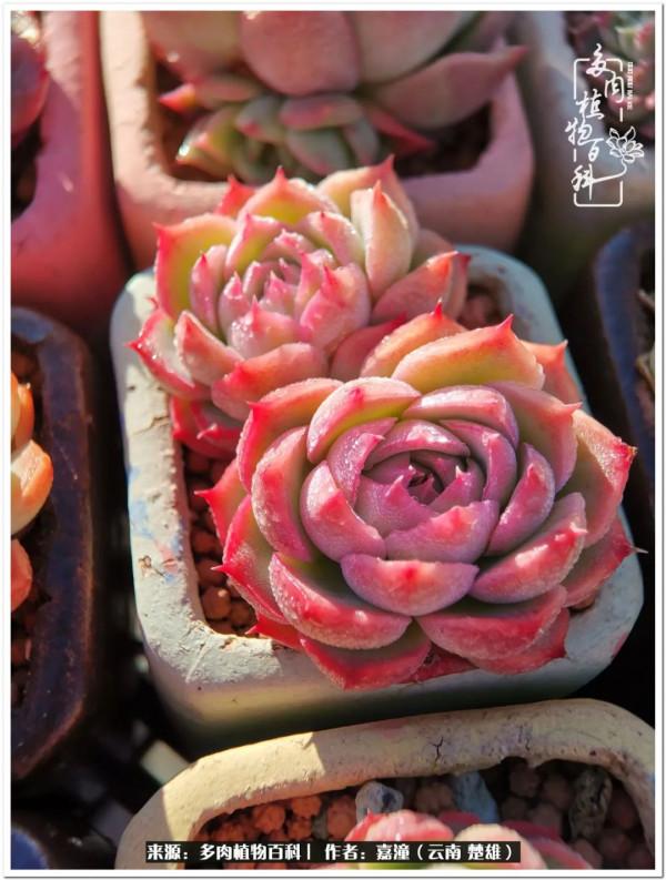 天南海北，一群熟悉又陌生的愛肉人