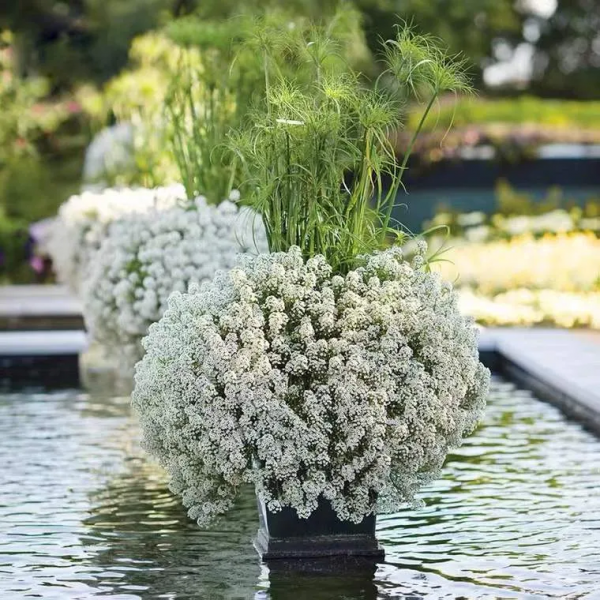 每年都搶著買的香雪球，種在花園裡引人駐足，流連忘返