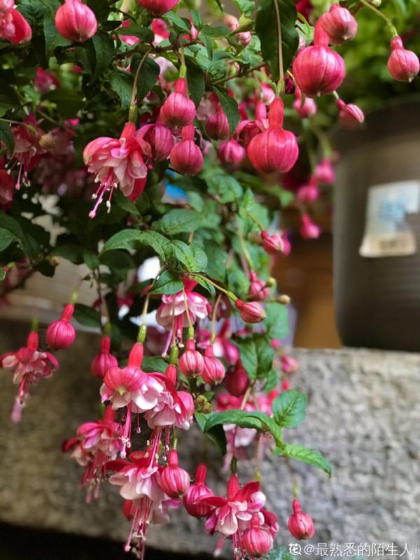 倒掛金鐘長成一棵樹，年年都開花，咋養的？