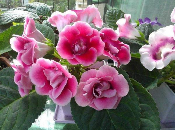 16種耐陰花，就算陽光不足，也能年年生長、開花