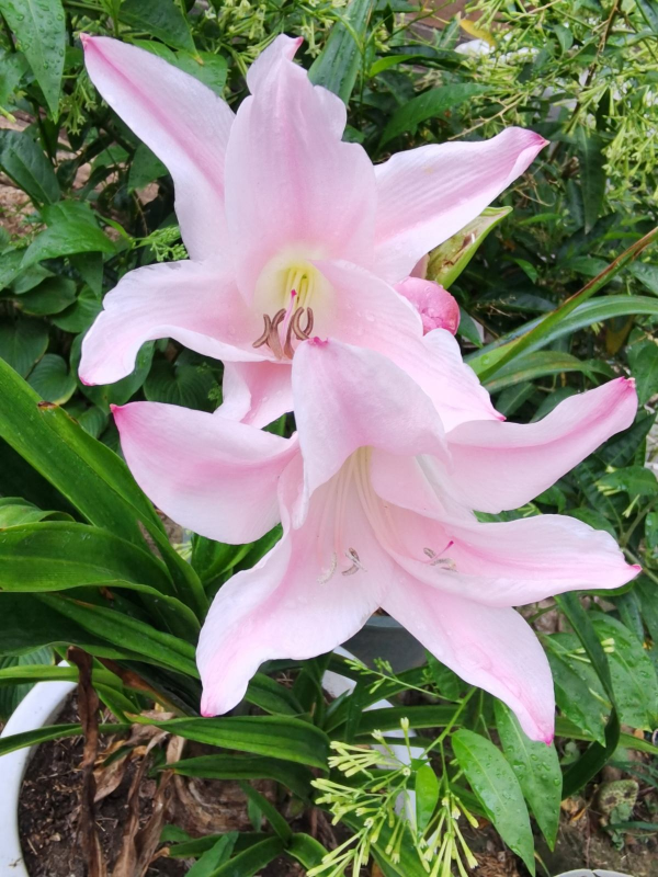 五仁餡的月餅太難吃,不如4種鮮花餡,同意的舉手 五仁餡的月餅太難吃,不如4種鮮花餡,同意的舉手