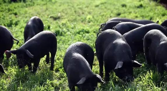 廣西公認最好吃的特色美食！為什麼在其他地方吃不到？