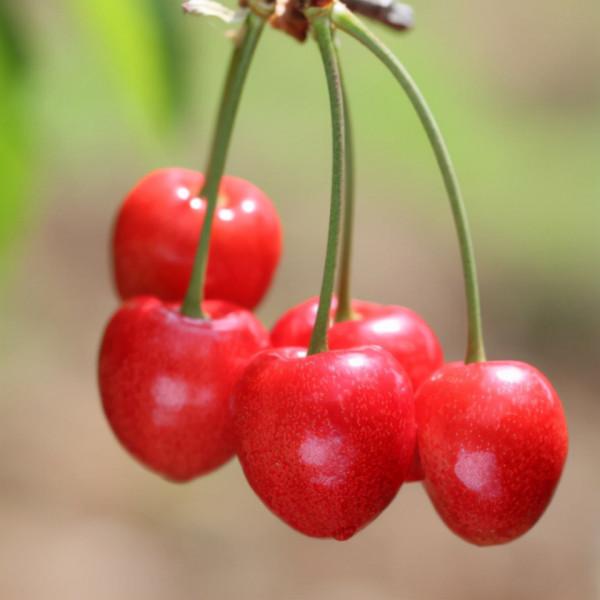 北京農產品地理標誌目錄 北京農產品地理標誌目錄