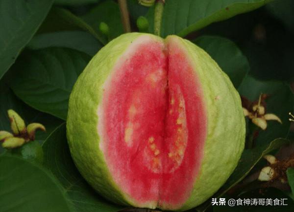 我國北方人很少見到的南方水果,每種都非常好吃,你都吃過哪些 我國北方人很少見到的南方水果,每種都非常好吃,你都吃過哪些