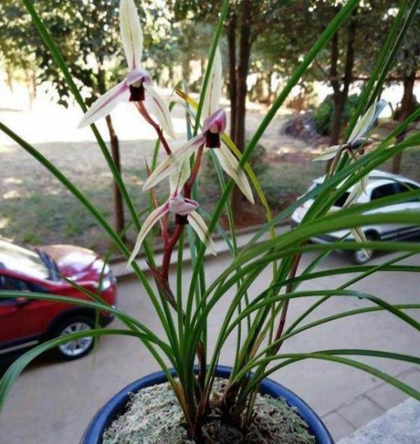 “蘭花”一類花卉，配製盆土時，加一點“甘蔗渣”，好處一籮筐