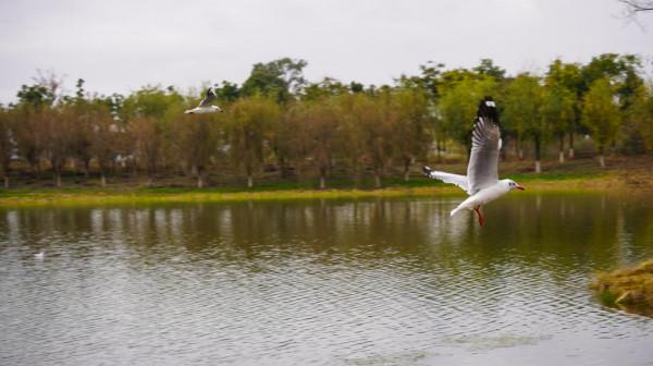雲南瀘西:紅嘴鷗首次飛抵黃草洲國家溼地公園 雲南瀘西:紅嘴鷗首次飛抵黃草洲國家溼地公園