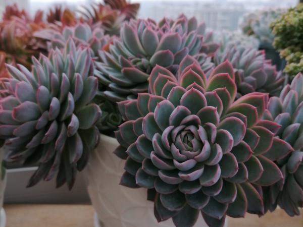 女王系多肉中顏色最夢幻的品種紫羅蘭女王,秋季開始上色了,真美 女王系多肉中顏色最夢幻的品種紫羅蘭女王,秋季開始上色了,真美