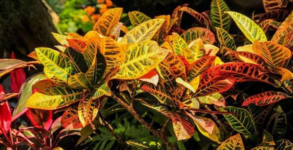 這三種“耐陰花”不適合在室內養，不是迷信，真的有“科學依據”