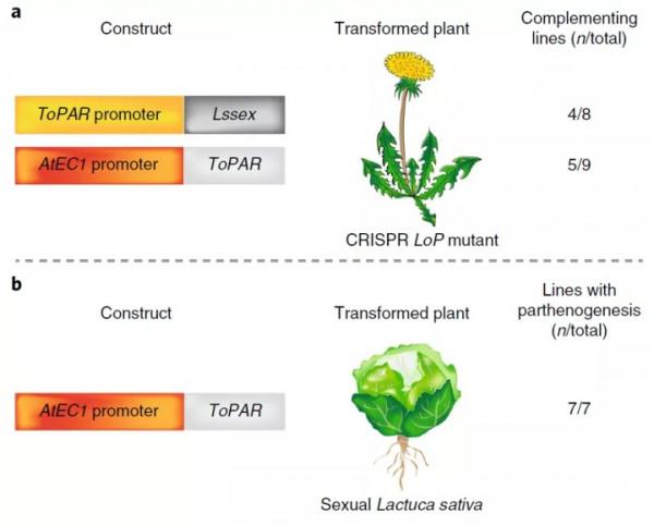 N G&vert; 新的孤雌生殖基因被發現！助力植物無融合生殖再上新臺階