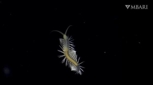 2021年拍攝到的珍稀深海生物 別樣又迷人