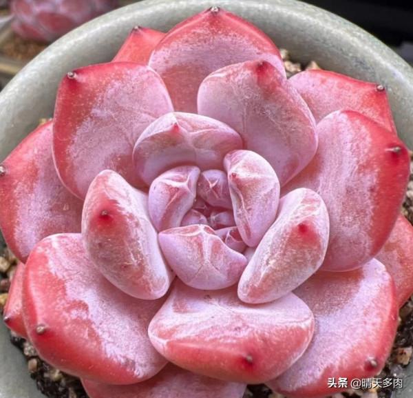 爸！別搞笑行嗎？看著你養的多肉，我覺得今年的聖誕樹有著落了