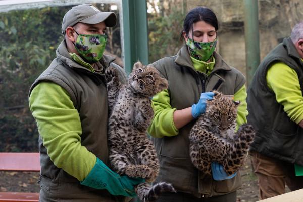 滿臉不情願！匈牙利波斯豹幼崽接受體檢