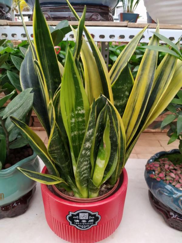 適合懶人養的10種花，挑一盆過年養，陽臺變花園