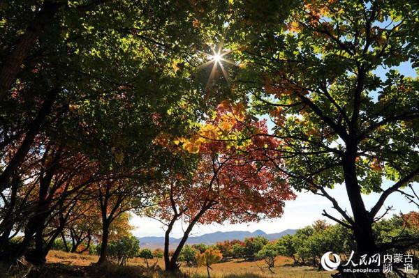 金秋扎魯特草原層林盡染“楓”景美