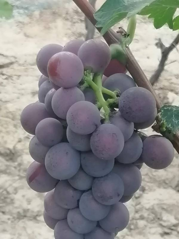 秋天吃個”紅瑪瑙“果，果子晶瑩剔透像水晶，咬一口滿嘴爆汁