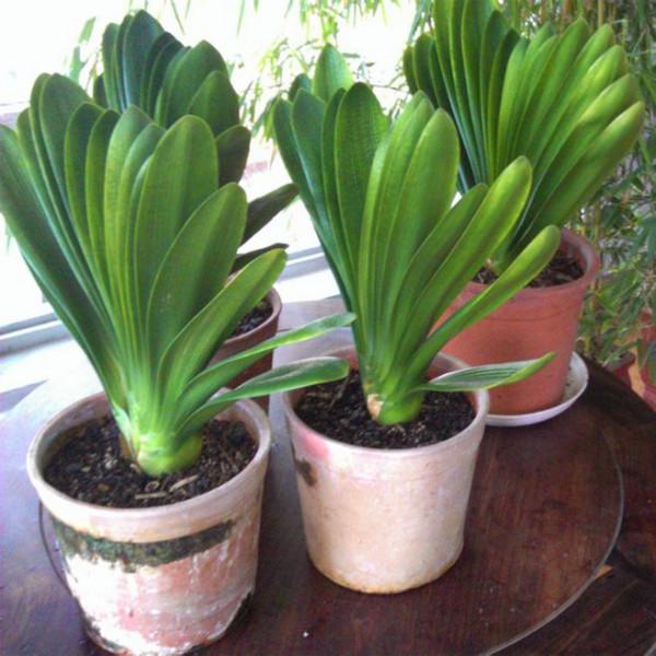 5種漂亮的花，要用“小盆”養，否則會影響生長和開花，別忽視