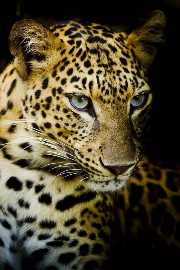 草食動物的鼻樑與肉食動物的區別