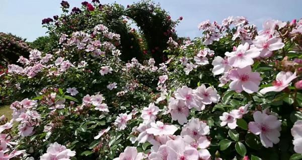 你不瞭解的薔薇花：代表愛的思念！具有詩人般的氣質