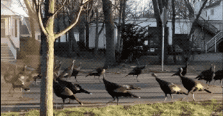 30張活久見的照片,兩棵大樹緊緊地抱在一起,阿里和泰森差距很大 30張活久見的照片,兩棵大樹緊緊地抱在一起,阿里和泰森差距很大