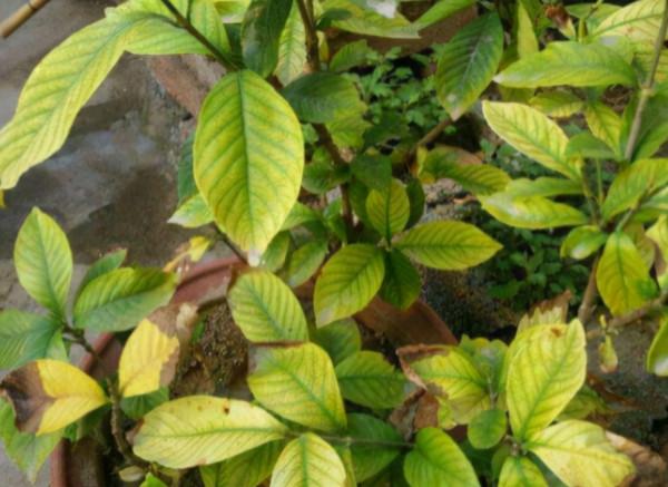 預防盆栽缺鐵黃葉，使用硫酸亞鐵容易氧化，我們可以選擇其他方法