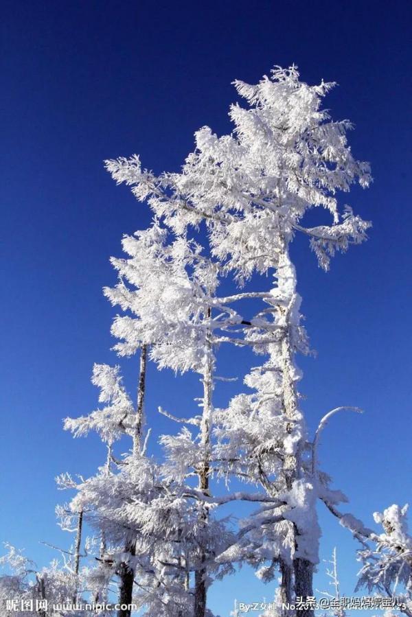 分享——雪松美景