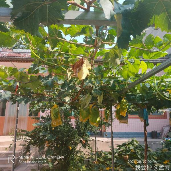 去年栽苗今年H架36平米滿架