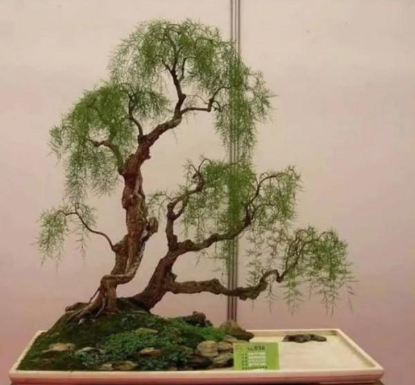 我所經歷的那個年代（連臷五）