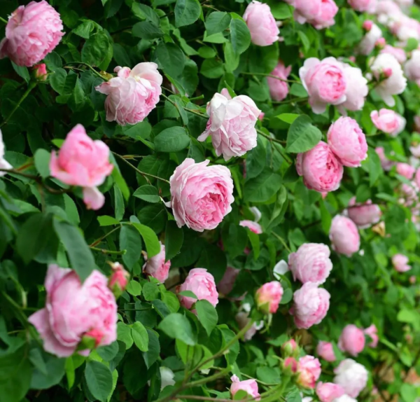 庭院越冬指南 庭院越冬指南