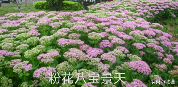 夏季草花逐漸枯萎，耐寒草花逐步“上崗”，供不應求