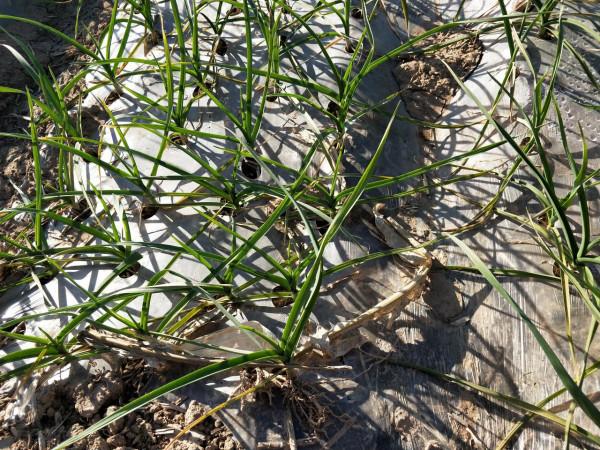 大蒜播種前,做好一點,防病防蟲,產量高,農戶經驗總結 大蒜播種前,做好一點,防病防蟲,產量高,農戶經驗總結