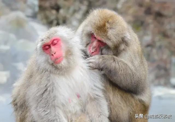 日本出現70年來首個母猴王，擊敗公猴王當上霸主！