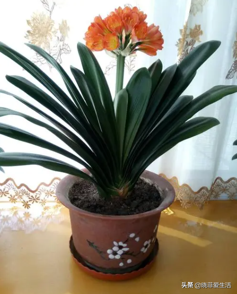 8種漂亮花，可以養一盆，寓意吉祥，旺財又旺家