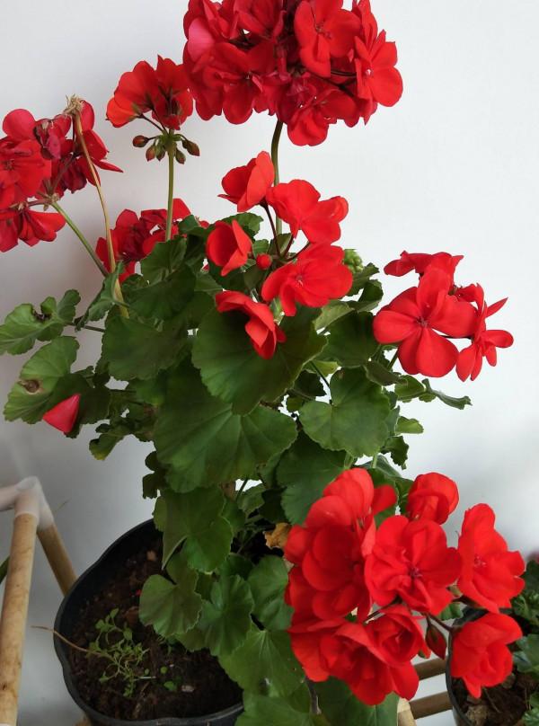 新年養&OpenCurlyDoubleQuote;3種花&rdquo;，耐寒好養漂亮，顏色豐富，熱鬧&OpenCurlyDoubleQuote;喜慶&rdquo;