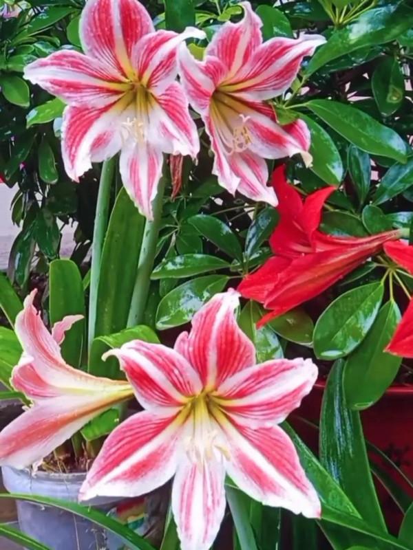 這一年 我的花花草草 驚豔了我的小院 驚豔了我的心