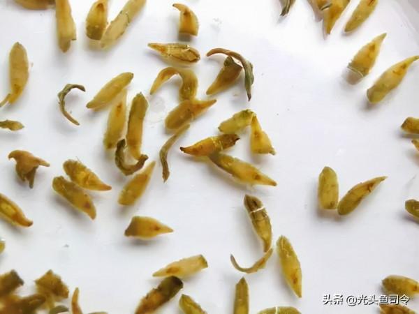 魚類身上常見的6種寄生蟲，5種容易發現，不要吃了後才知道