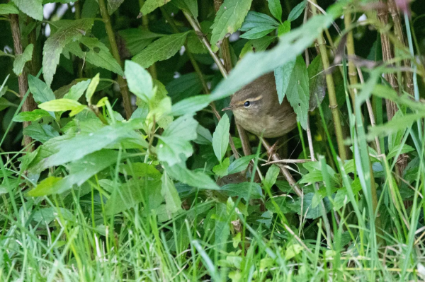 拍鳥記（一二八）巨嘴柳鶯