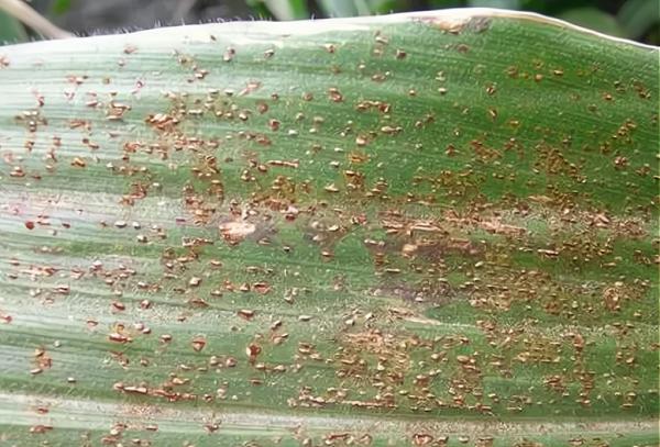 玉米後期常見的一種病害，今年比往年發生面積廣，學會防治很關鍵