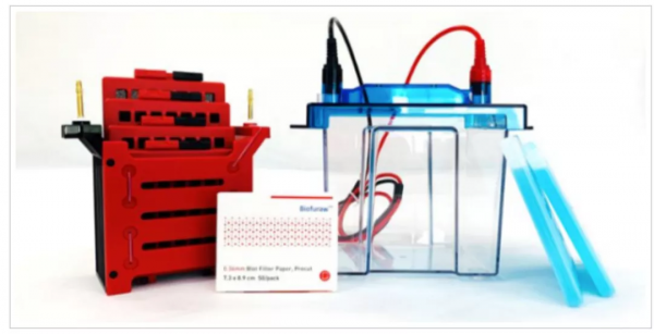 當磷酸化遇到 western blot，老司機教你這樣操作&period;&period;&period;