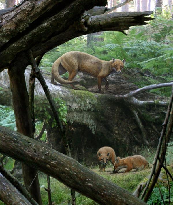 犬科動物演化史上,前三強的猛獸分別是什麼?能打贏貓科嗎? 犬科動物演化史上,前三強的猛獸分別是什麼?能打贏貓科嗎?