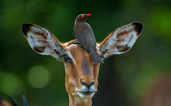 監守自盜的赤腳醫生,兼職吸血鬼的保潔人員:牛椋鳥 監守自盜的赤腳醫生,兼職吸血鬼的保潔人員:牛椋鳥