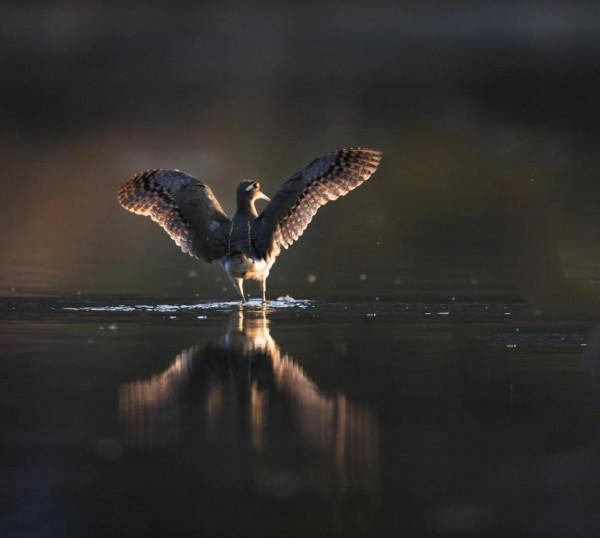掠影錄彩鷸 掠影錄彩鷸