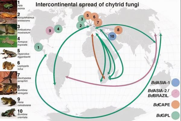 地球正進入第六次大滅絕？科學家給出答案，人類究竟該怎麼辦？