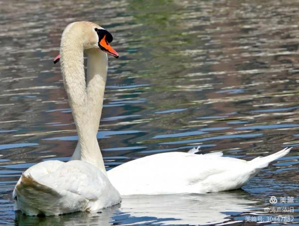 忠貞不渝 恩愛夫妻 文/濤聲依舊