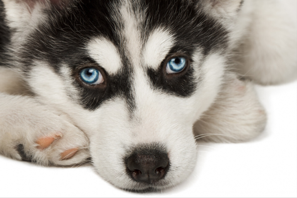 如果這些狗狗做警犬,會怎麼樣? 如果這些狗狗做警犬,會怎麼樣?