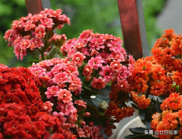 進入11月,6種花值得買,從冬開到春,春節也不停歇 進入11月,6種花值得買,從冬開到春,春節也不停歇