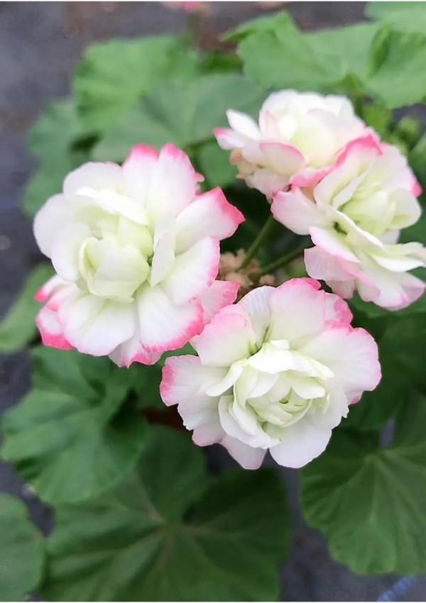 繡繡花兒冬天紅